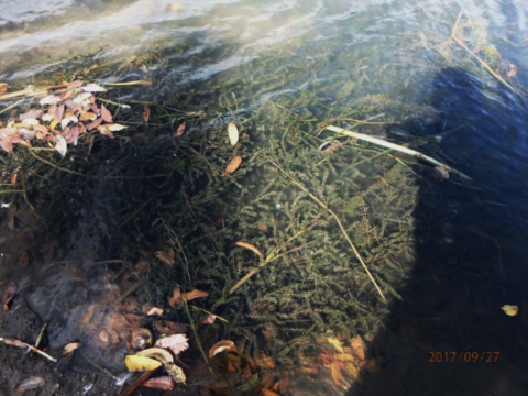 top down picture of aquatic plants