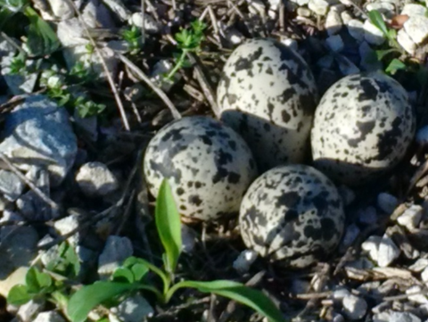 environmental protection measures