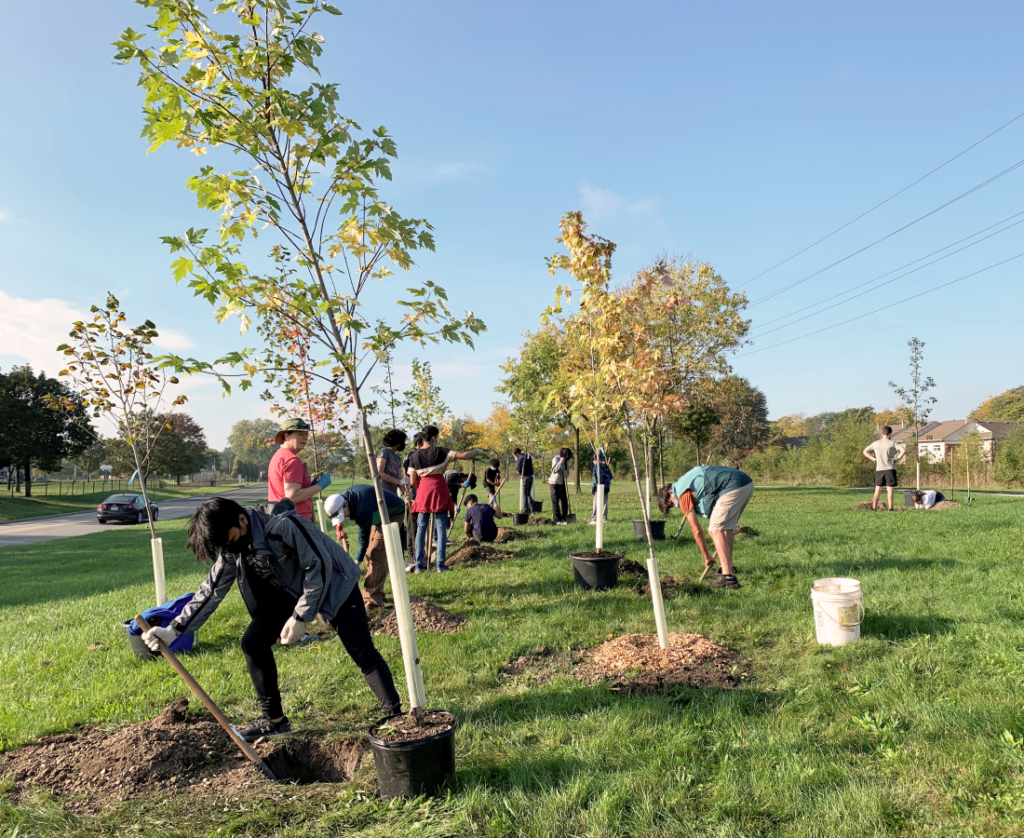 individuals planting trees